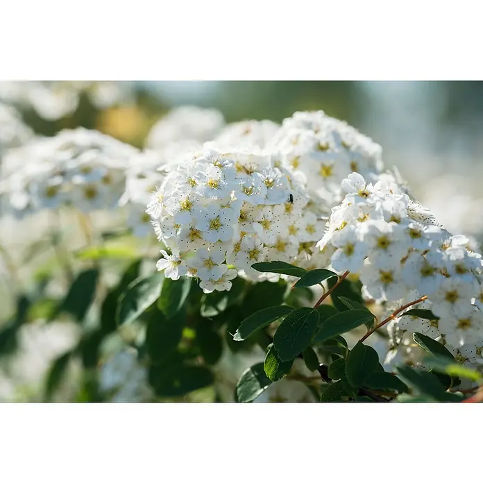 Piardino Japanische Prachtspiere - Spiraea vanhouttei, Topfgröße: 23 cm - Detailaufnahme