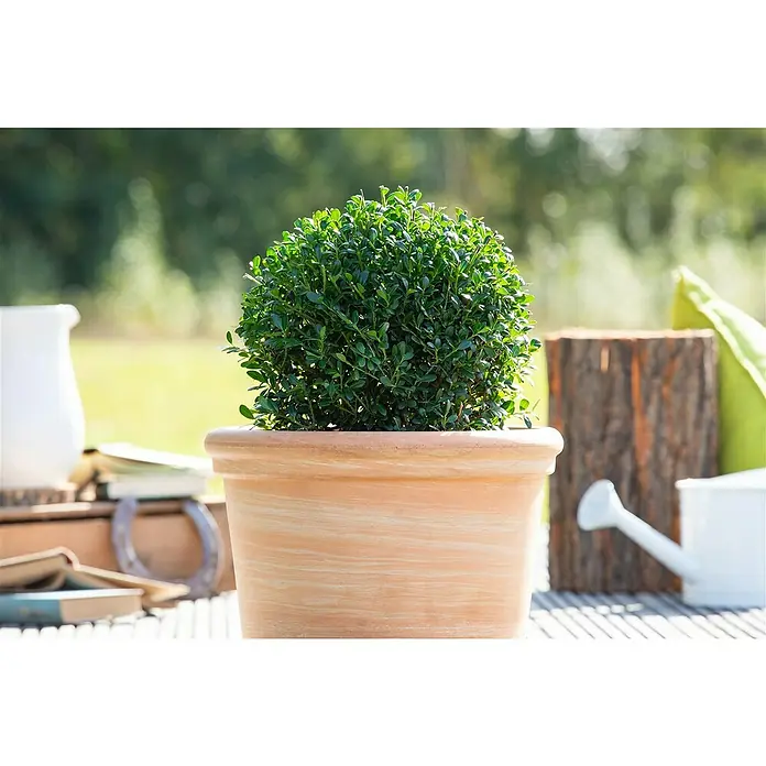 Piardino Bergilex - Ilex crenata, Aktuelle Wuchshöhe: 25 cm - 30 cm - Stimmungsaufnahme