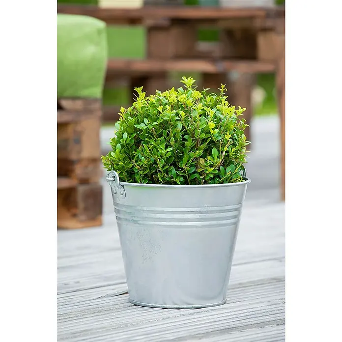 Piardino Bergilex - Ilex crenata, Aktuelle Wuchshöhe: 25 cm - 30 cm - Stimmungsaufnahme