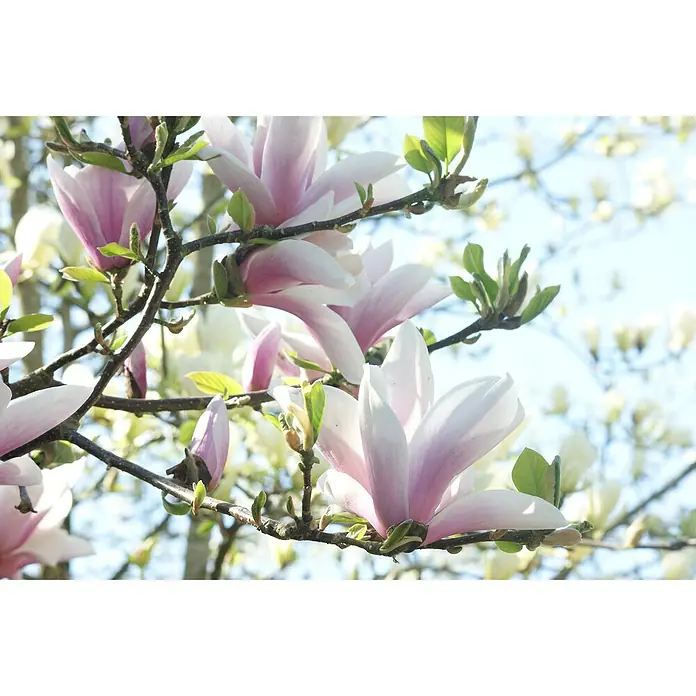 Piardino Magnolie Stellata / Susan - Magnolia stellata 'Susan' - Detailaufnahme