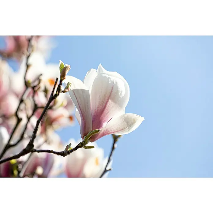 Piardino Magnolie Stellata / Susan - Magnolia stellata 'Susan' - Detailaufnahme
