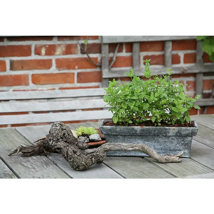 Blu Bio Minze Hugo - Mentha spicata - Stimmungsaufnahme