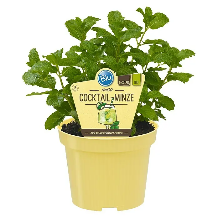 Menta - Mentha spicata 'Mojito Minze', Tamaño de maceta: 12 cm - Vista frontal