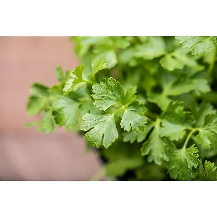 Piardino Petersilie Bio - Petroselinum crispum - Detailaufnahme