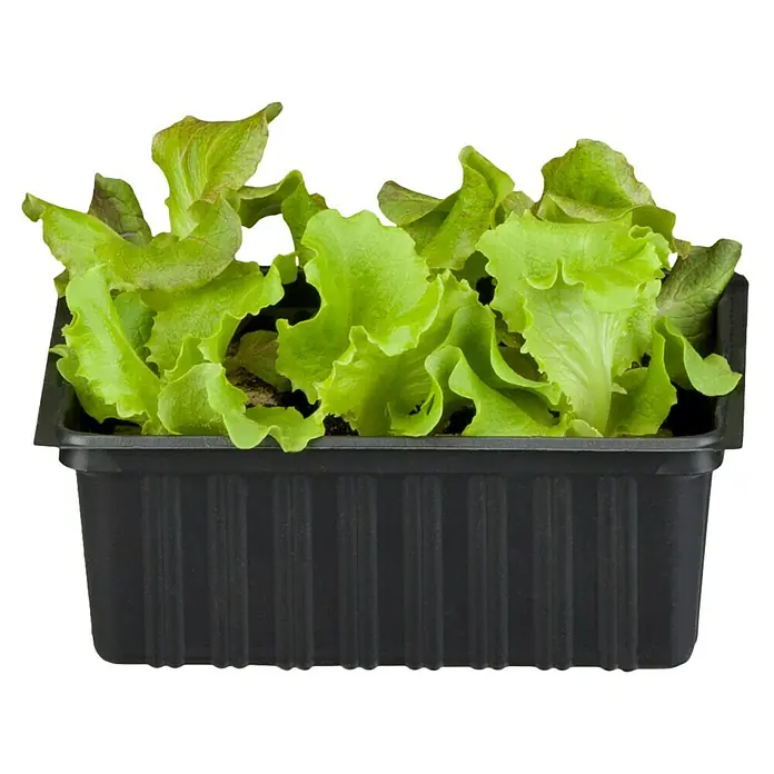 Piardino Bio Kopfsalat - Lactuca sativa var. capitata, Erntezeit: Juni - August - Vorderansicht