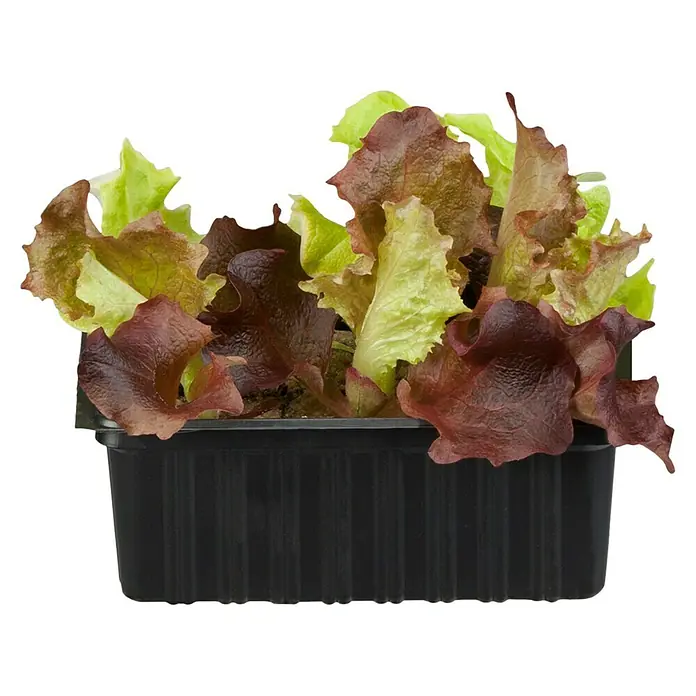 Piardino Bio Kopfsalat - Lactuca sativa var. capitata, Erntezeit: Juni - August - Vorderansicht