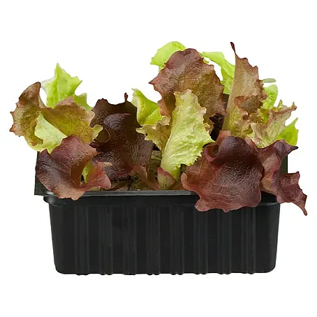 Piardino Bio Kopfsalat