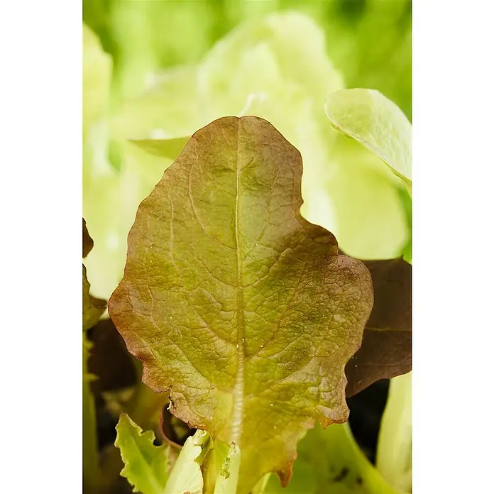 Piardino Bio Kopfsalat - Lactuca sativa var. capitata, Erntezeit: Juni - August - Detailaufnahme