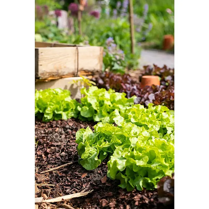 Piardino Bio Kopfsalat - Lactuca sativa var. capitata, Erntezeit: Juni - August - Stimmungsaufnahme