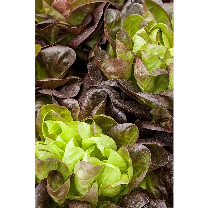 Piardino Bio Kopfsalat - Lactuca sativa var. capitata, Erntezeit: Juni - August - Detailaufnahme
