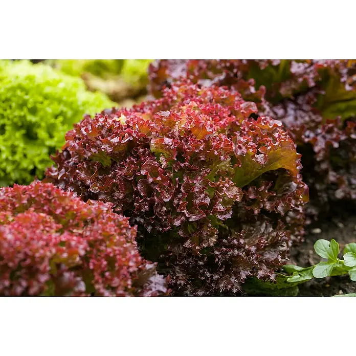 Piardino Pflücksalat Lollo Rosso - Lactuca sativa var. crispa, Erntezeit: April - Oktober - Detailaufnahme