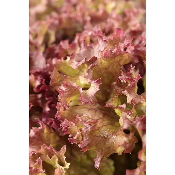 Piardino Pflücksalat Lollo Rosso - Lactuca sativa var. crispa, Erntezeit: April - Oktober - Detailaufnahme