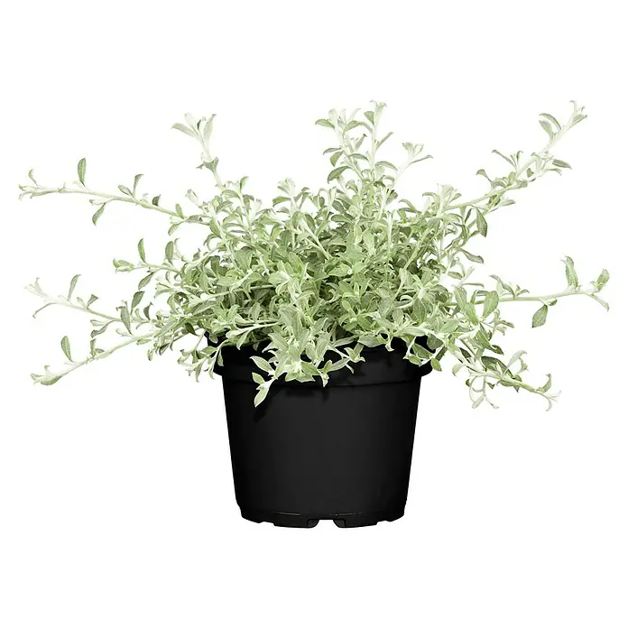 Piardino Strohblume - Helichrysum i.S., Blütenfarbe: Mehrfarbig - Vorderansicht