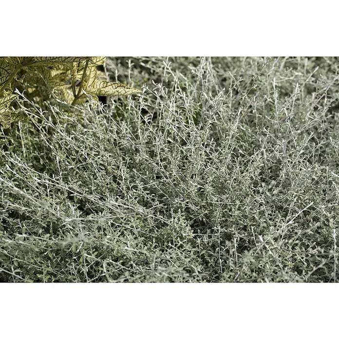Piardino Strohblume - Helichrysum i.S., Blütenfarbe: Mehrfarbig - Stimmungsaufnahme