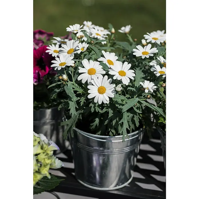 Piardino Strauchmargerite - Argyranthemum frutescens, Weiß - Stimmungsaufnahme