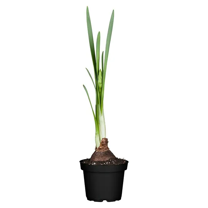 Piardino Narzissen - Narcissus pseudonarcissus 'Carlton', Topfgröße: 12 cm - Vorderansicht