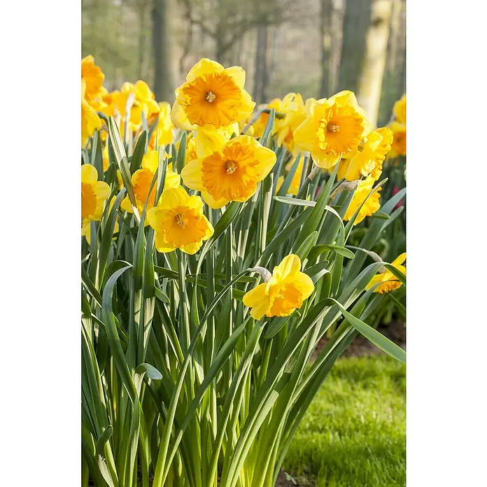 Piardino Narzissen - Narcissus pseudonarcissus 'Carlton', Topfgröße: 12 cm - Stimmungsaufnahme