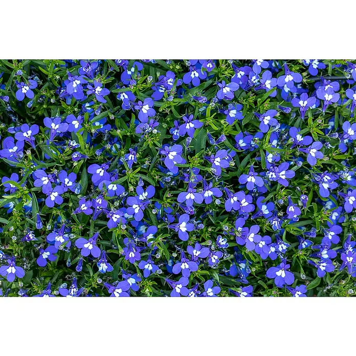 Piardino Lobelie - Lobelia erinus, Blütenfarbe: Blau - Stimmungsaufnahme