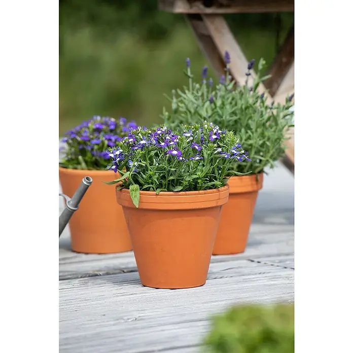 Piardino Lobelie - Lobelia erinus, Blütenfarbe: Blau - Stimmungsaufnahme