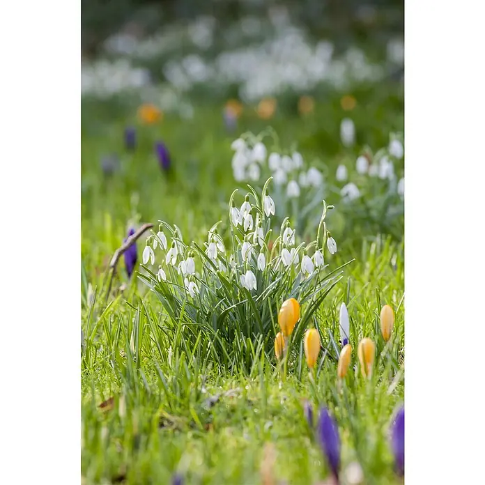 Piardino Frühlingsblumenzwiebeln - Galanthus nivalis - Stimmungsaufnahme