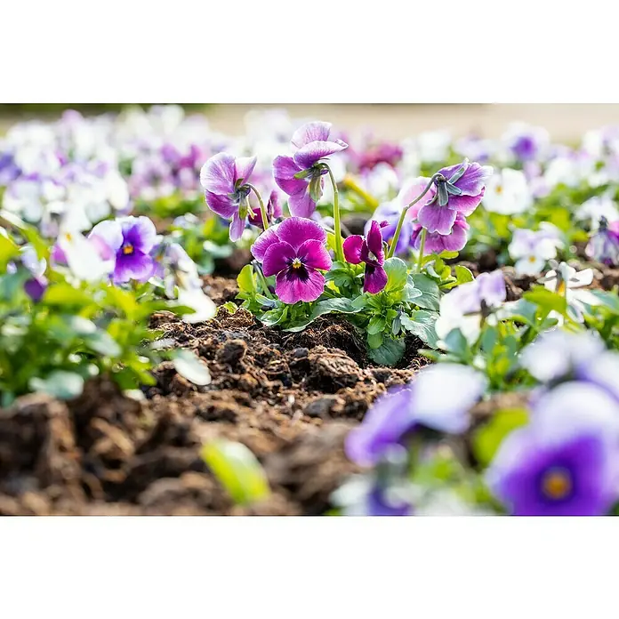 Piardino Hornveilchen 10er Clayette - Viola cornuta, Topfgröße: 9 cm, 10 Stk. - Stimmungsaufnahme