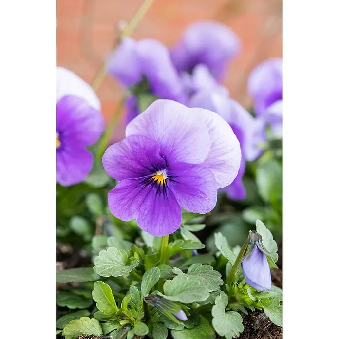 Piardino Hornveilchen 10er Clayette - Viola cornuta, Topfgröße: 9 cm, 10 Stk. - Stimmungsaufnahme