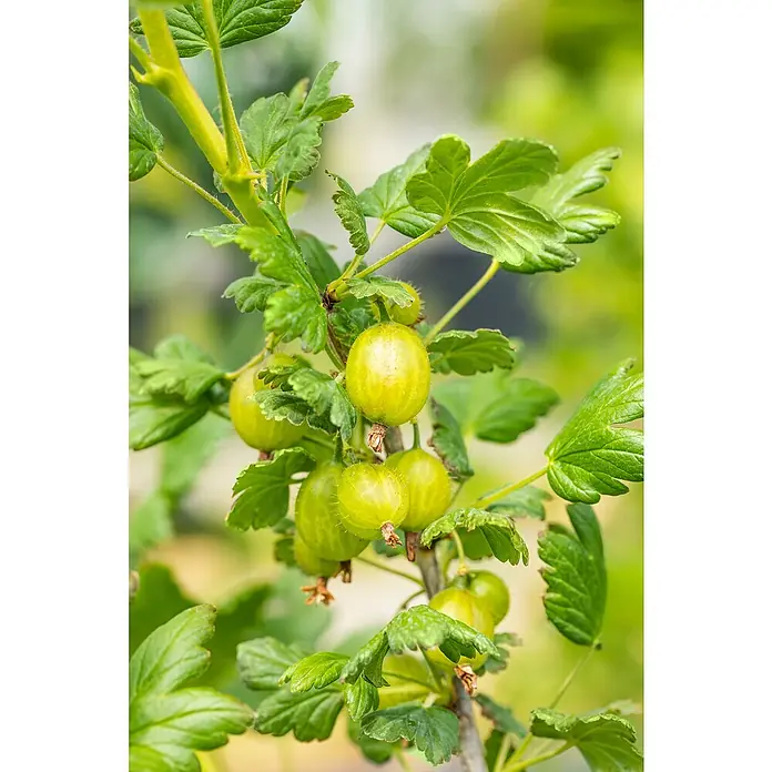 Piardino Pflanzen-Mix Beerenobstsortiment - in Arten & Sorten - Stimmungsaufnahme