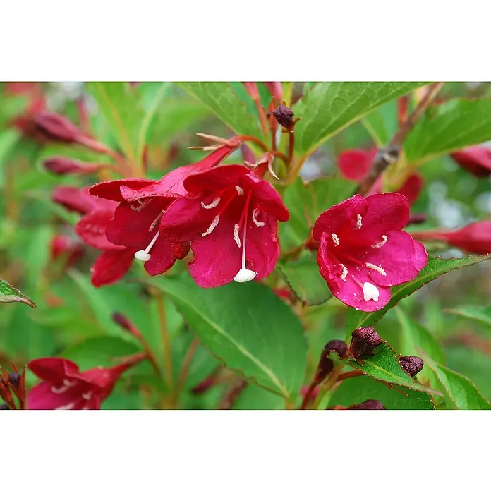Piardino Pflanzen-Mix Blühsträucher in Arten/Sorten - Cornus, Deutzia, Forsythia, Ribes 'Kind Edward', Spiraea, Weigela, uvm, Topfgröße: 19 cm - Stimmungsaufnahme