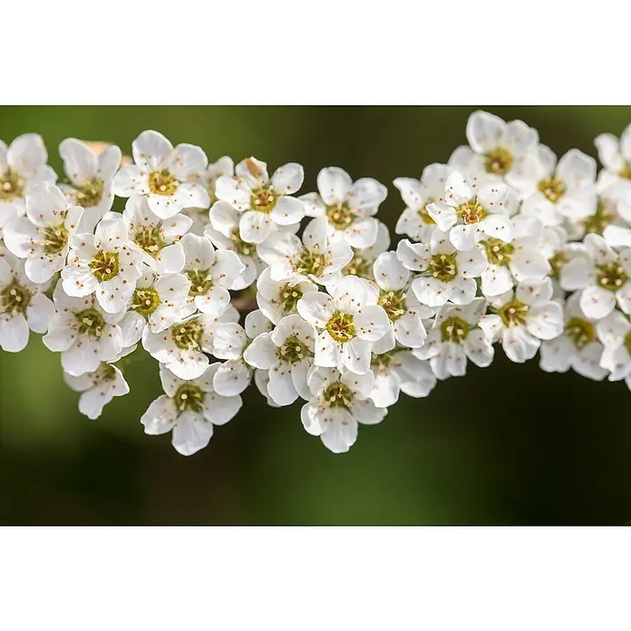 Piardino Pflanzen-Mix Blühsträucher in Arten/Sorten - Cornus, Deutzia, Forsythia, Ribes 'Kind Edward', Spiraea, Weigela, uvm, Topfgröße: 19 cm - Stimmungsaufnahme