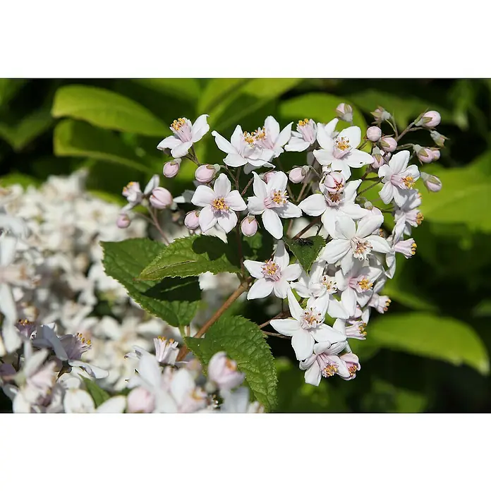 Piardino Pflanzen-Mix Blühsträucher in Arten/Sorten - Cornus, Deutzia, Forsythia, Ribes 'Kind Edward', Spiraea, Weigela, uvm, Topfgröße: 19 cm - Stimmungsaufnahme