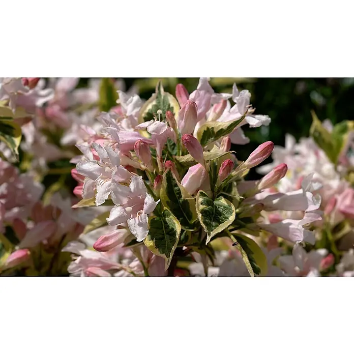 Piardino Pflanzen-Mix Blühsträucher in Arten/Sorten - Cornus, Deutzia, Forsythia, Ribes 'Kind Edward', Spiraea, Weigela, uvm, Topfgröße: 19 cm - Stimmungsaufnahme