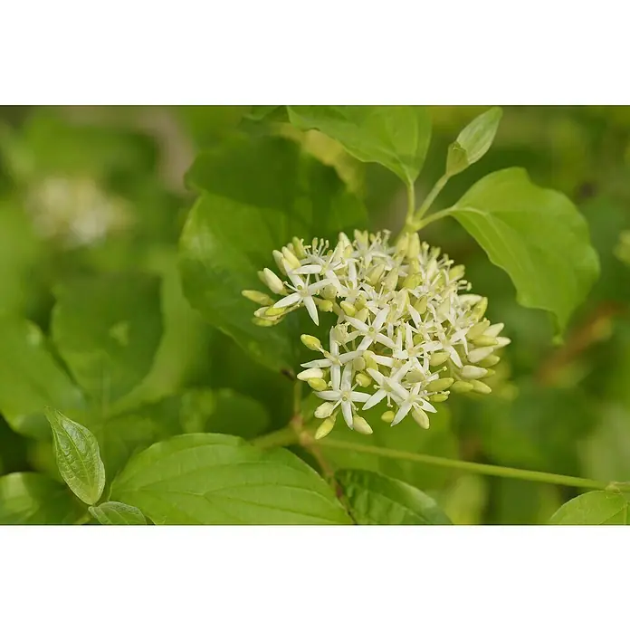 Piardino Pflanzen-Mix Blühsträucher in Arten/Sorten - Cornus, Deutzia, Forsythia, Ribes 'Kind Edward', Spiraea, Weigela, uvm, Topfgröße: 19 cm - Stimmungsaufnahme