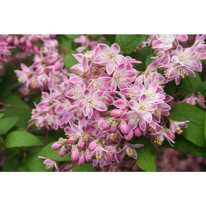 Piardino Pflanzen-Mix Blühsträucher in Arten/Sorten - Cornus, Deutzia, Forsythia, Ribes 'Kind Edward', Spiraea, Weigela, uvm, Topfgröße: 19 cm - Stimmungsaufnahme
