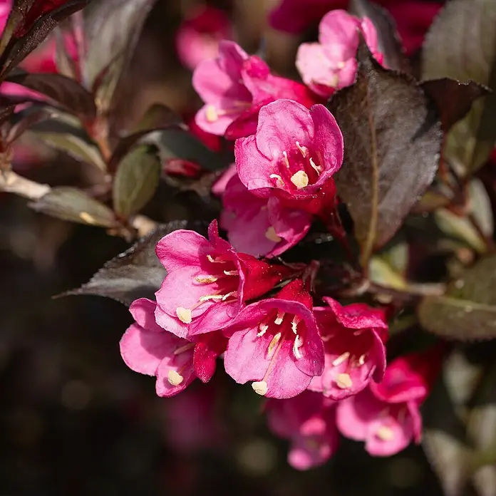 Piardino Pflanzen-Mix Blühsträucher in Arten/Sorten - Cornus, Deutzia, Forsythia, Ribes 'Kind Edward', Spiraea, Weigela, uvm, Topfgröße: 19 cm - Stimmungsaufnahme
