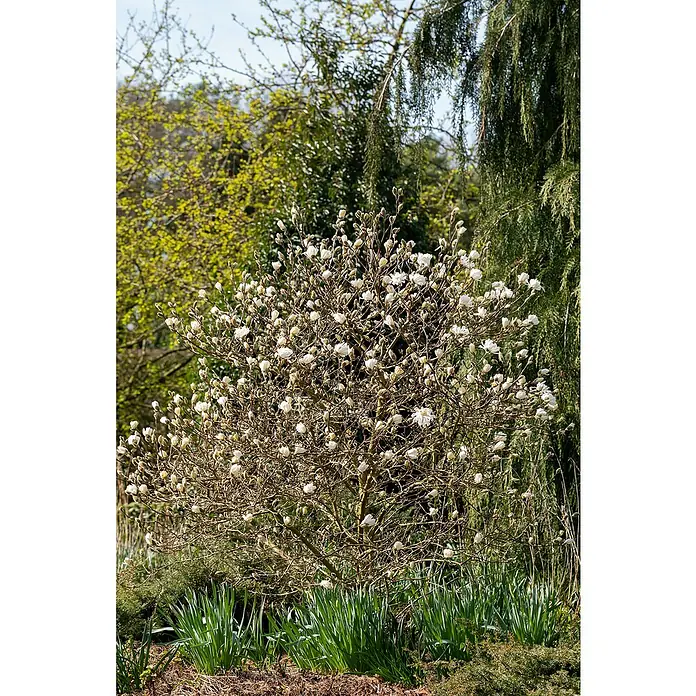 Piardino Magnolie Stellata / Susan - Magnolia stellata 'Susan' - Stimmungsaufnahme
