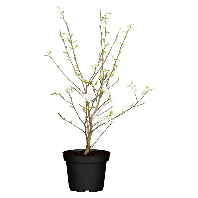 Piardino Magnolie Stellata / Susan - Magnolia stellata 'Susan' - Vorderansicht