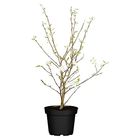 Piardino  Magnolie Stellata / Susan