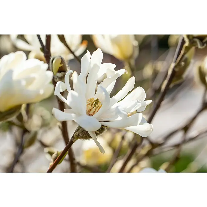 Piardino Magnolie Stellata / Susan - Magnolia stellata 'Susan' - Stimmungsaufnahme