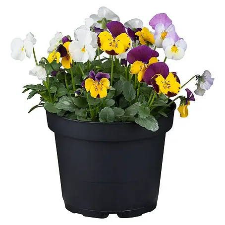 Piardino  Violeta de los Pirineos
