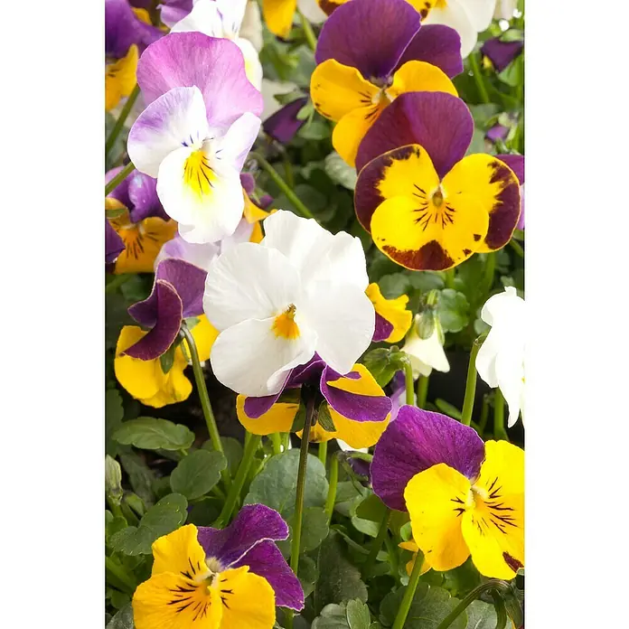 Piardino Violeta de los Pirineos - Viola cornuta in Sorten, En función de la variedad - Foto ambiente