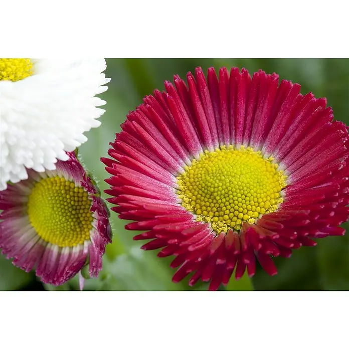 Piardino Gänseblümchen Trio - Bellis perennis - Stimmungsaufnahme