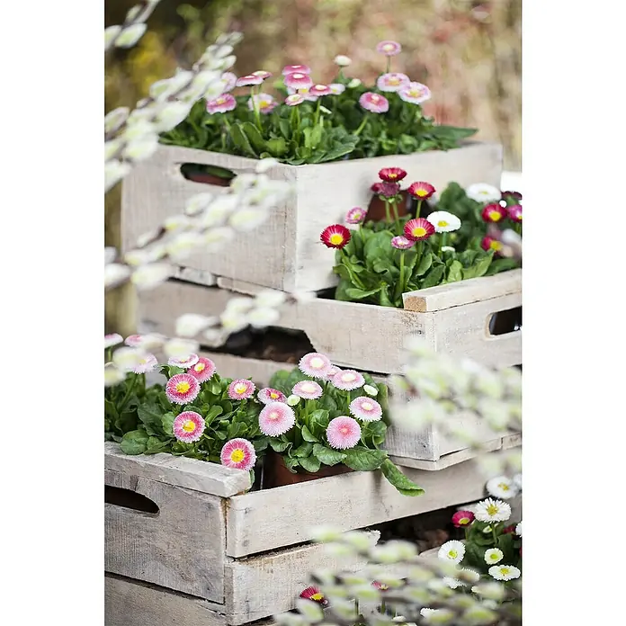 Piardino Gänseblümchen Trio - Bellis perennis - Stimmungsaufnahme