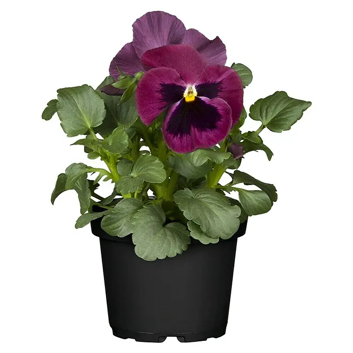 Piardino Garten-Stiefmütterchen - Viola wittrockiana, Topfgröße: 13 cm - Vorderansicht