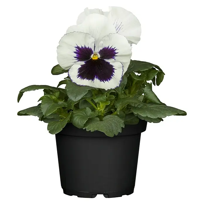Piardino Garten-Stiefmütterchen - Viola wittrockiana, Topfgröße: 13 cm - Vorderansicht
