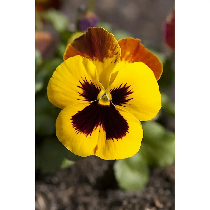 Piardino Garten-Stiefmütterchen - Viola wittrockiana, Topfgröße: 13 cm - Stimmungsaufnahme