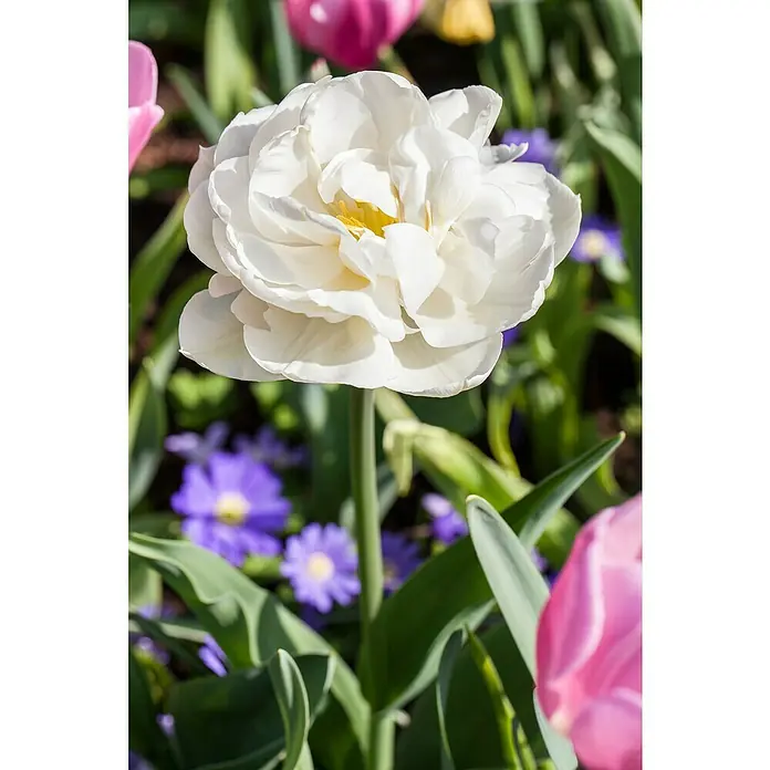 Piardino Frühlingsblumenzwiebeln Popcorn - Tulipa 'Popcorn', 1 Stk. - Stimmungsaufnahme