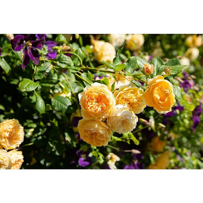 Piardino Kletterrose - Rosa Hybride Climbing Chinatown, Topfgröße: 19 cm, Gelb - Stimmungsaufnahme