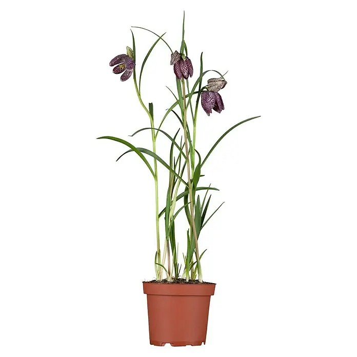 Piardino Frühlingsblumenzwiebeln - Fritillaria meleagris - Vorderansicht