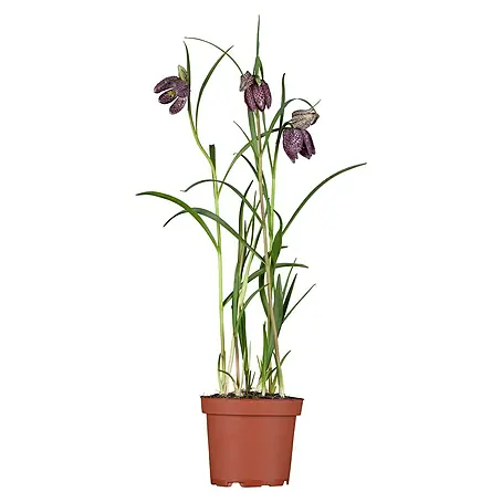 Piardino  Frühlingsblumenzwiebeln