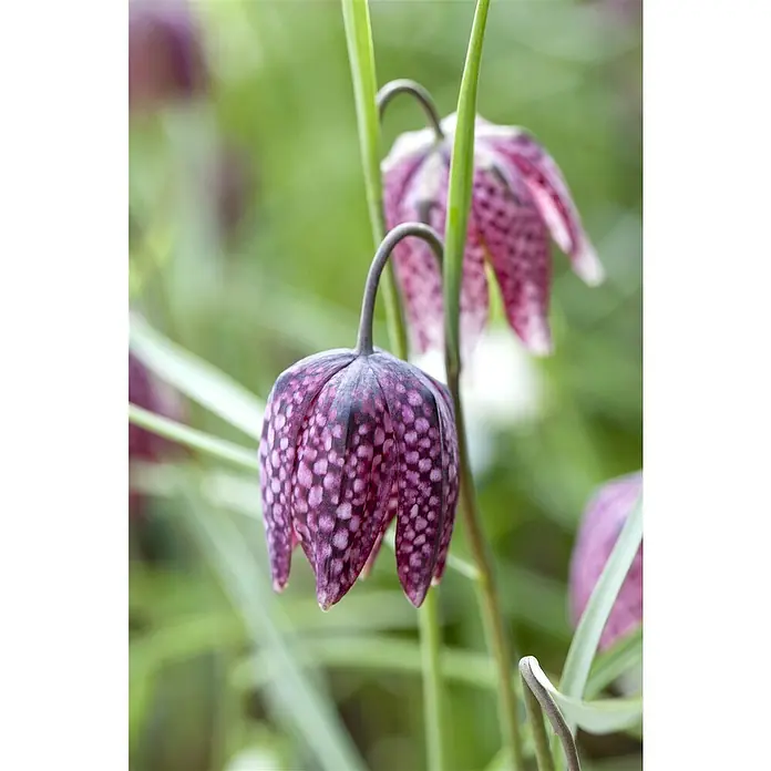 Piardino Frühlingsblumenzwiebeln - Fritillaria meleagris - Stimmungsaufnahme